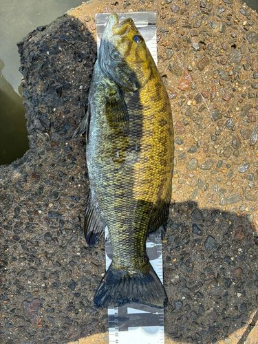 スモールマウスバスの釣果