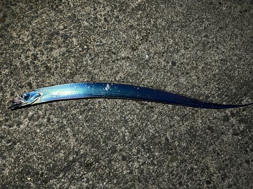 タチウオの釣果