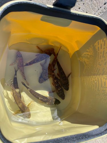 アナハゼの釣果