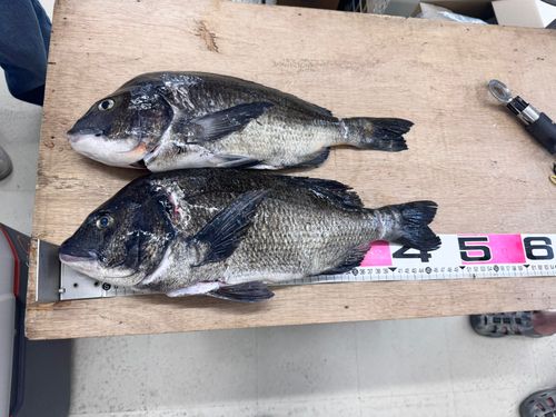 タイの釣果