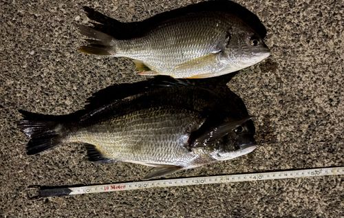 クロダイの釣果