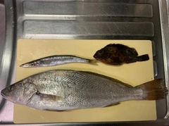 ニベの釣果