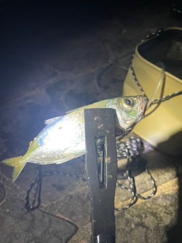 釣果