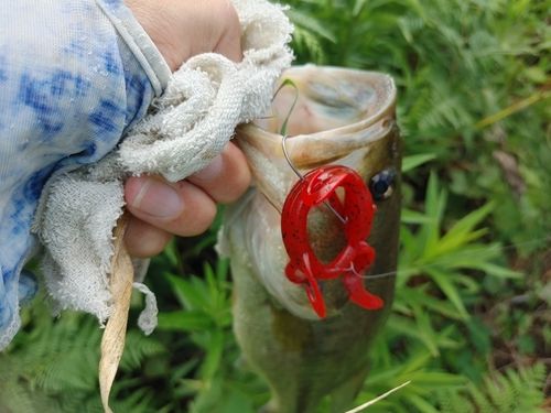 ブラックバスの釣果