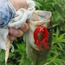 ブラックバス