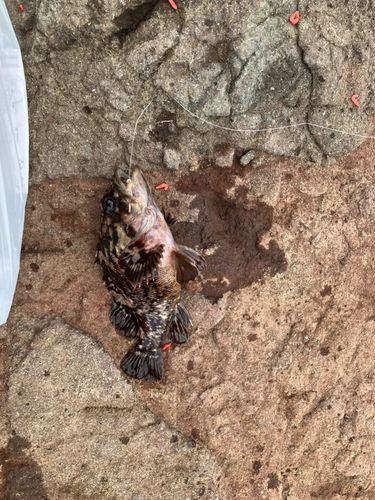 ムラソイの釣果