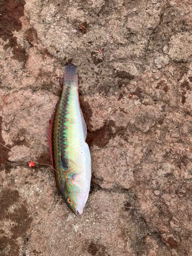 ベラの釣果