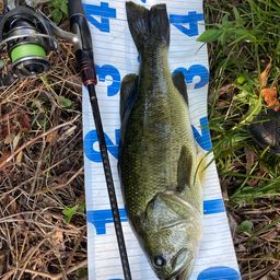 ラージマウスバス