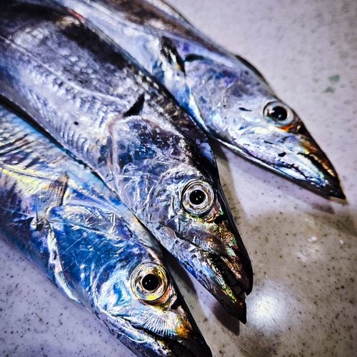 タチウオの釣果