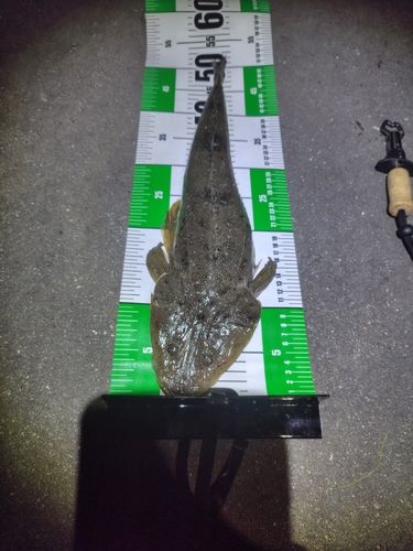 マゴチの釣果