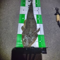 マゴチ