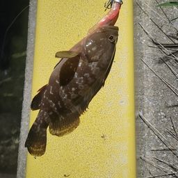 キジハタ