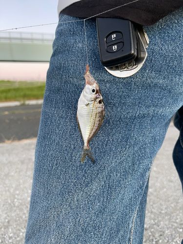 ヒイラギの釣果