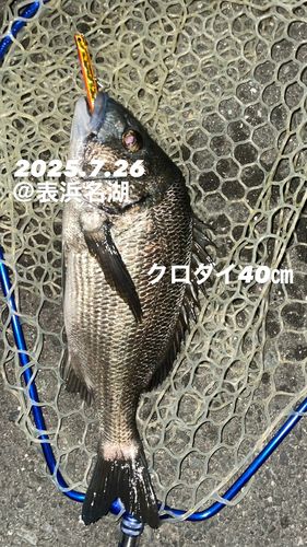 クロダイの釣果