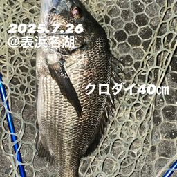 クロダイ