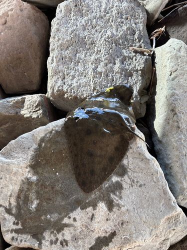 ツバクロエイの釣果