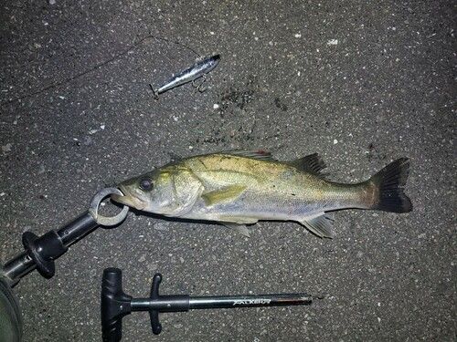 シーバスの釣果