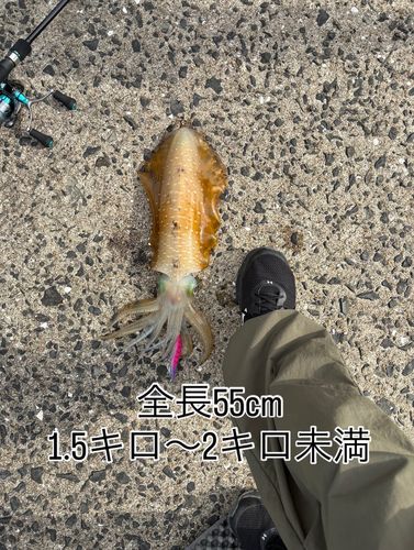 アオリイカの釣果