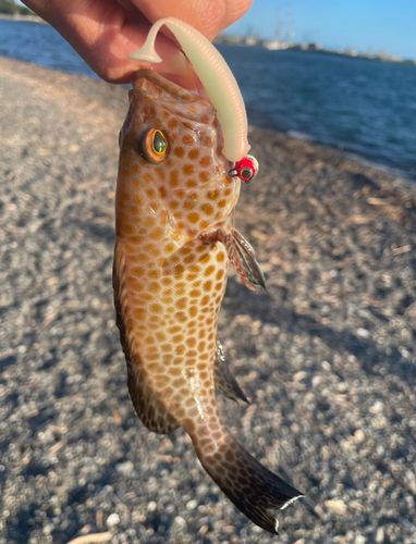 オオモンハタの釣果