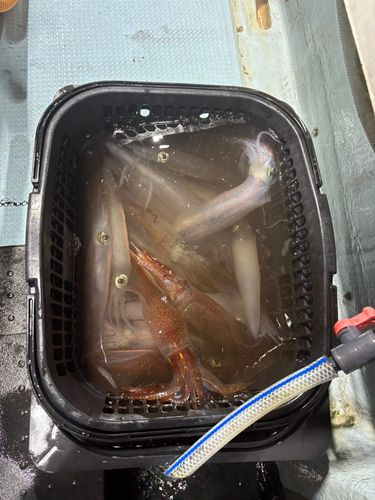 ケンサキイカの釣果