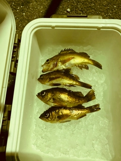 メバルの釣果