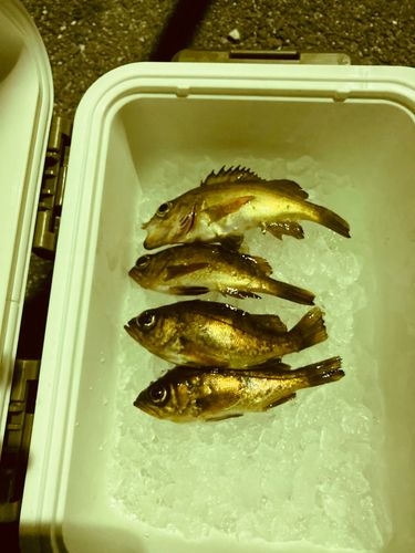 メバルの釣果