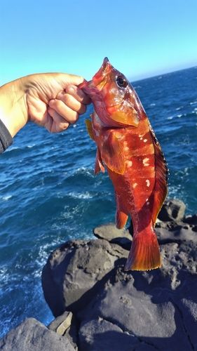 アカハタの釣果