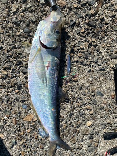 ヒラの釣果