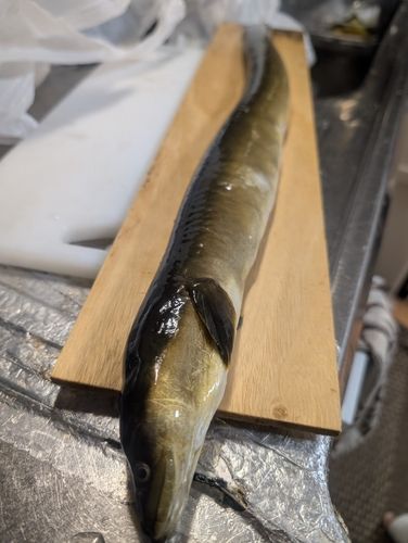ウナギの釣果