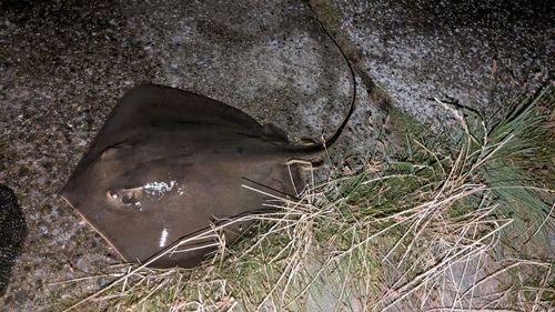 アカエイの釣果