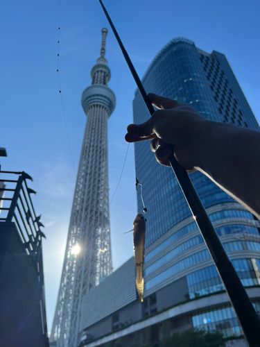 マハゼの釣果