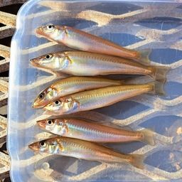 シロギス