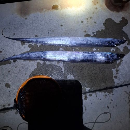 タチウオの釣果