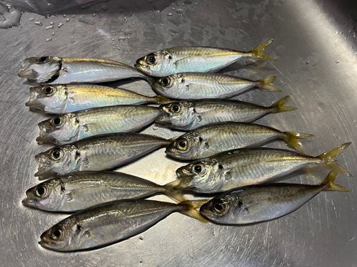 アジの釣果