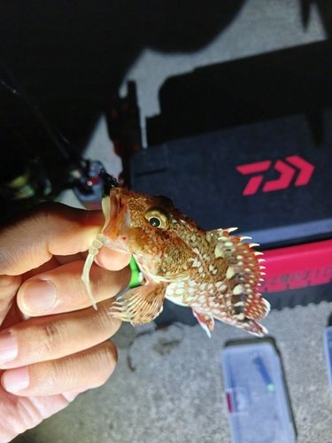 カサゴの釣果
