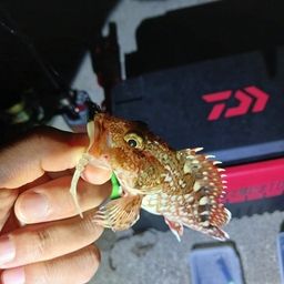 カサゴ