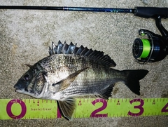 クロダイの釣果