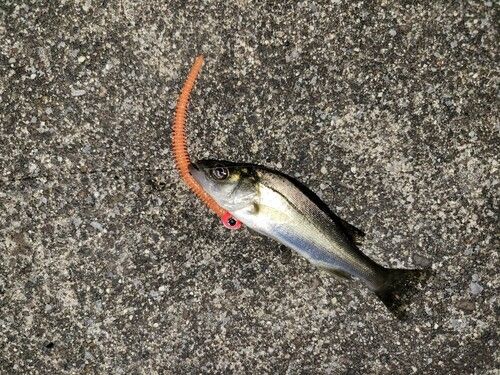 セイゴ（マルスズキ）の釣果
