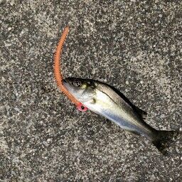 セイゴ（マルスズキ）