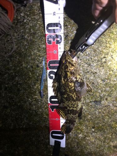 タケノコメバルの釣果