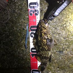 タケノコメバル