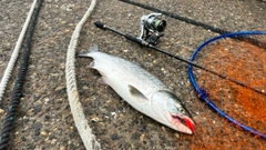 カラフトマスの釣果