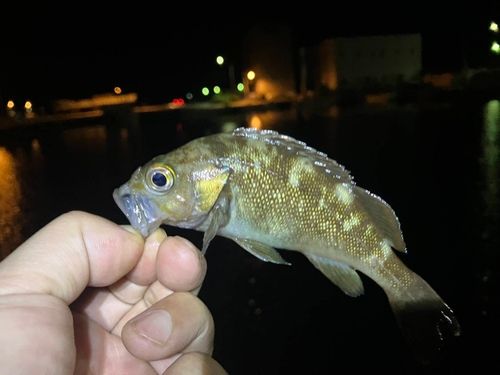 ガヤの釣果