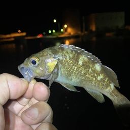 ガヤ