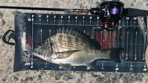 クロダイの釣果