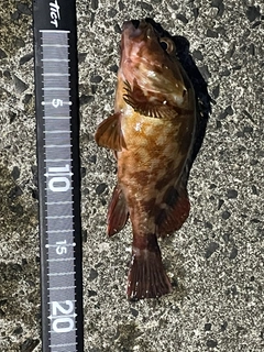 カサゴの釣果