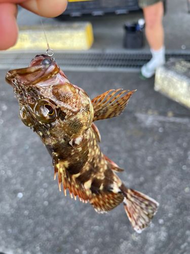 カサゴの釣果