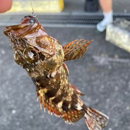 カサゴ