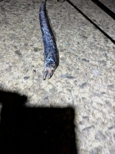 タチウオの釣果