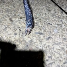 タチウオ